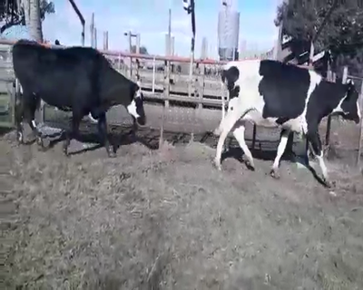 Lote 18 Vacas de Invernada HOLANDO 480kg - , San José