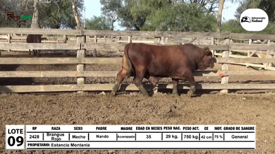 Lote Toros Brangus Rojo, Loma Plata
