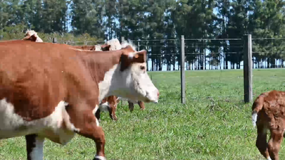 Lote Brete 1 - Vacas Hs Paridas