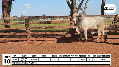 Lote Lote 10