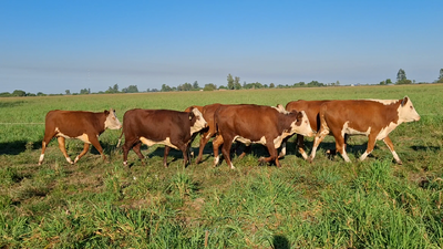 Lote 50 Vacas faena