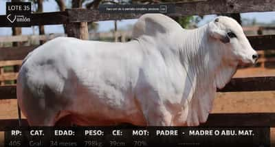 Lote LOTE 35