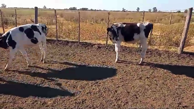 Lote 4 Terneros