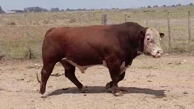 Lote TORO PI