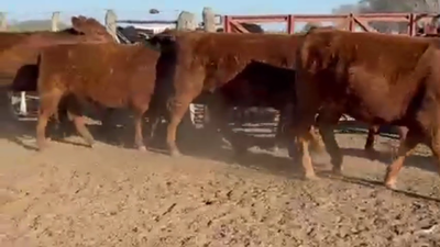 Lote 44 Vacas Nueva PÑ en Gral. Pinto - La Pampa