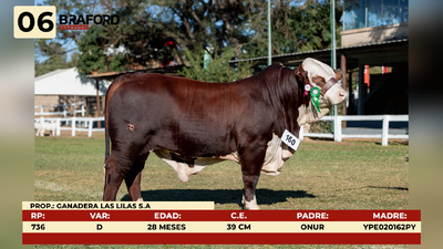 Lote LOTE 6