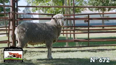 Lote Merino Australiano