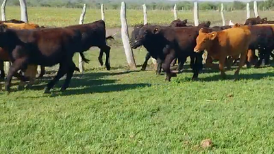 Lote 70 Terneros/as en Santa Elena, Entre Ríos