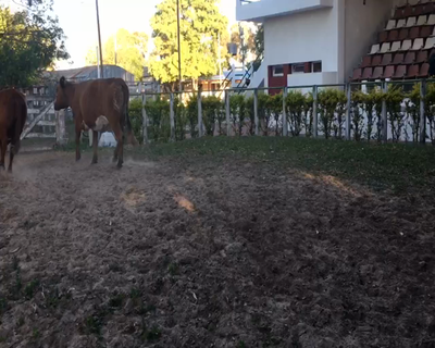 Lote 2 Vacas  en Esquina, Corrientes