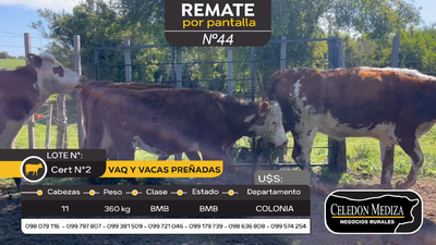 Lote 11 Vaquillonas Vacas Preñadas en Carmelo, Colonia