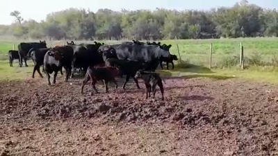 Lote PIEZAS DE CRIA