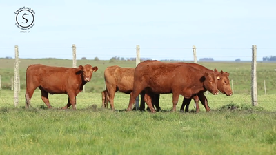 Lote 4 Vaquillonas  Red Angus, Artigas