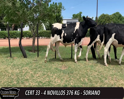 Lote 4 Novillos HO 380kg -  en - RUTA 96 KM 52 A 8 KM DE CAÑADA NIETO