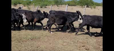 Lote 110 Novillitos y vaquillonas en Villaguay, Entre Ríos