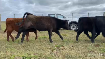 Lote 70 Terneros en Ayacucho, Buenos Aires