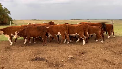 Lote NOVILLITOS