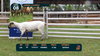 Lote LOTE 8