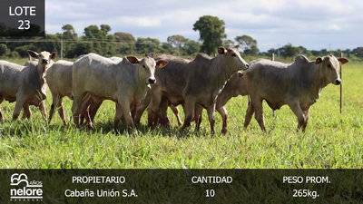 Lote LOTE 23