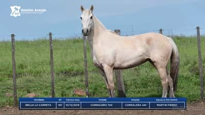 Lote BRUJA LA CARRETA