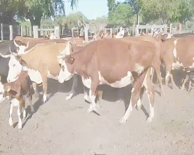 Lote 18 Vacas CUT con cría en Villaguay, Entre Ríos