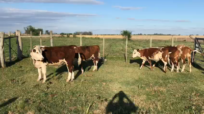 Lote TERNEROS/AS
