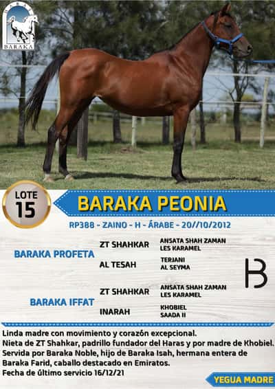 Lote BARAKA PEONIA