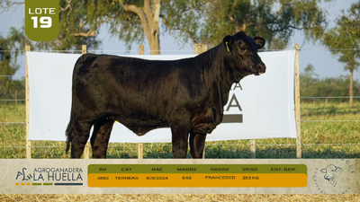 Lote LOTE 19