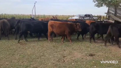 Lote 50 Terneros/as