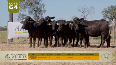 Lote LOTE 64