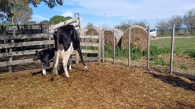 Lote (Vendido)2 Piezas de cría en PIEDRA CHATA