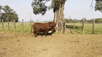 Lote TOROS BRAFORD, Cabaña "SAN SIMON"