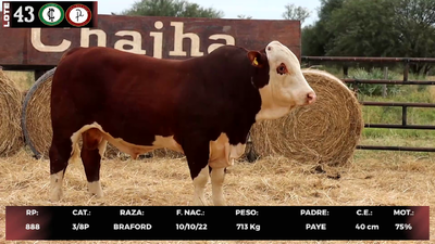 Lote LOTE 43
