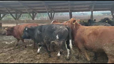 Lote 20 Vaquilla Gorda en Los Ángeles, VIII Región Biobío