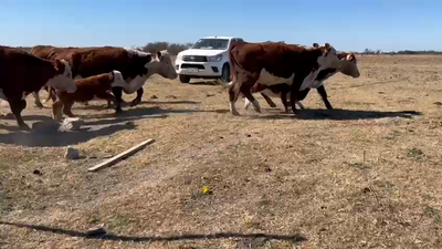 Lote 80 Vacas C/ cria Hereford en Sunchales, Santa Fe