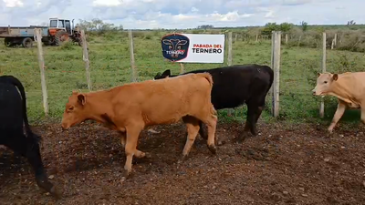 Lote Lote 5