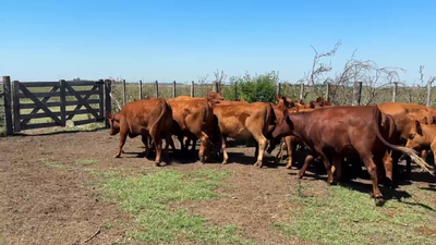 Lote 66 Vaquillonas