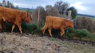 Lote (Vendido)8 Novillos 1 a 2 años Cruzas 300kg -  en Piedra Chata