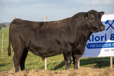 Lote RP 202