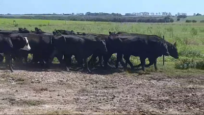 Lote (Vendido)31 Vacas de Invernada ANGUS - ANGUS/ HEREFORD 390kg -  en SAN PEDRO