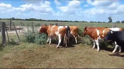 Lote 28 Novillos Holando Argentino, Braford y sus cruzas en Pujato, Santa Fe