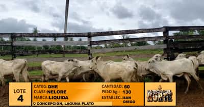 Lote Lote 4