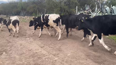 Lote 40 Novillo Engorda en Paine, Región Metropolitana
