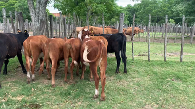 Lote 8 Terneras