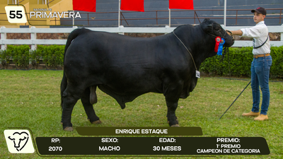 Lote LOTE 55