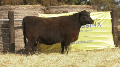 Lote VAQUILLONAS ANGUS PURO PEDRIGREE "Lazise" , "Margarita" y  "Moni"