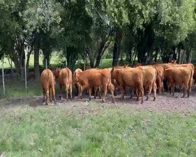 Lote 31 VAQUILLONAS