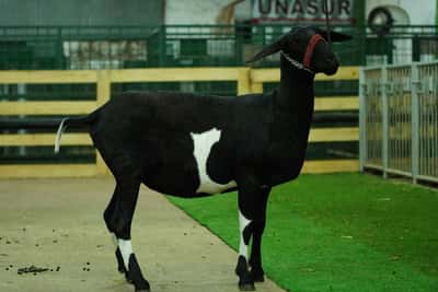Lote Nacional Santa Inés Bozal - Lote 59