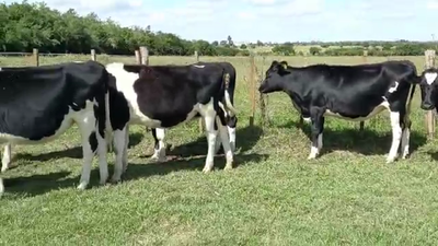 Lote 10 Vaquillonas 1 a 2 años HOLANDO 290kg - , San José