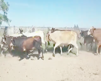 Lote 89 Vacas de invernar en Corrientes, Concepción
