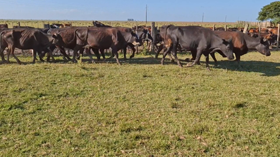 Lote 222 Piezas de cría en Treinta y Tres